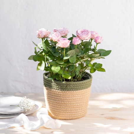 Pianta di Rose Rosa