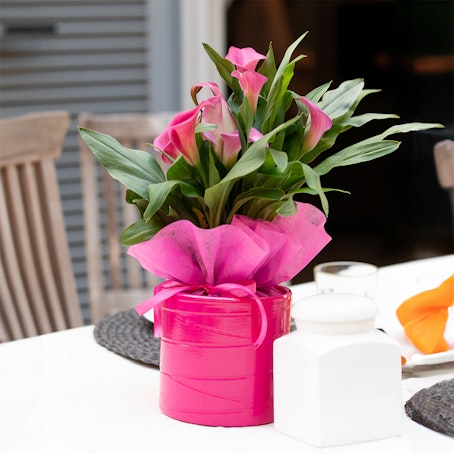 Calla Rosa