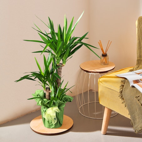Yucca