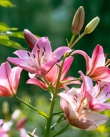 La cura del giglio: consigli di giardinaggio 