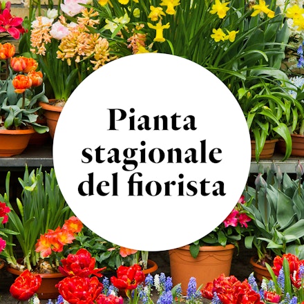 Pianta del Fiorista