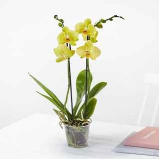 Orchidea Phalaenopsis Gialla