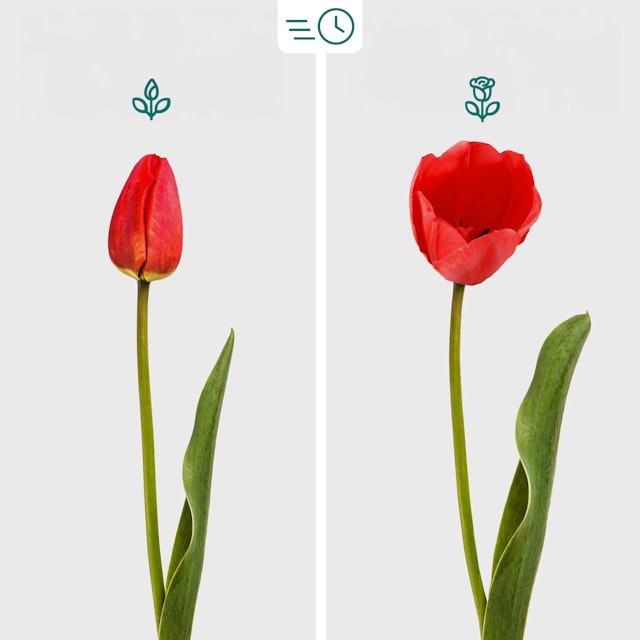 Bouquet di Tulipani misti