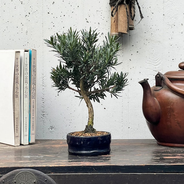 Bonsai Podocarpus