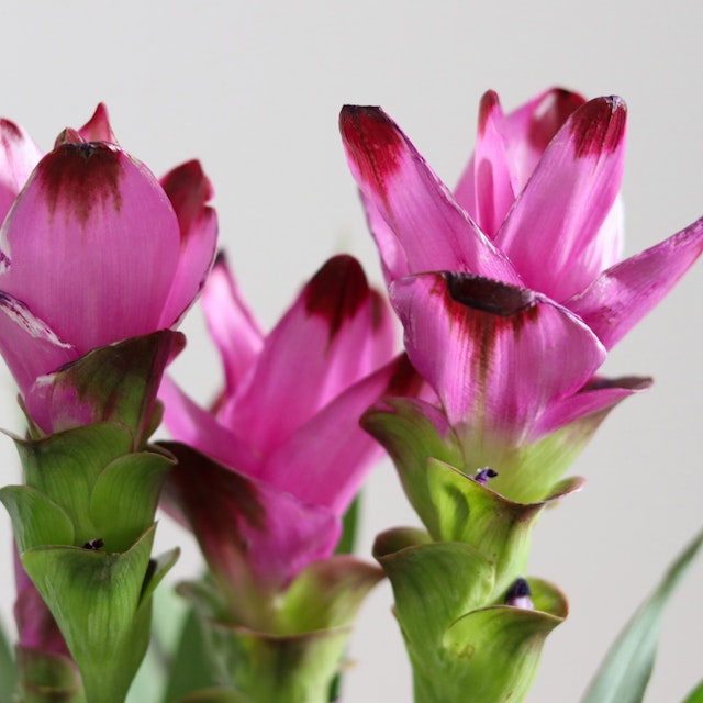 Curcuma