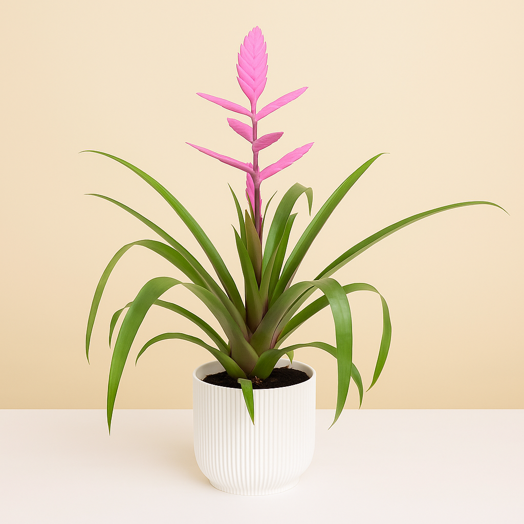 Tillandsia Andreas