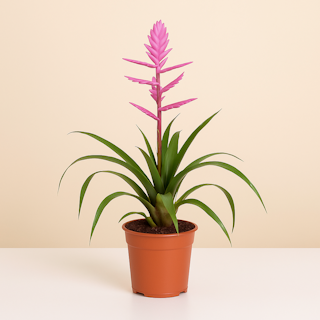Tillandsia Andreas