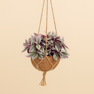 Kokodama Tradescantia