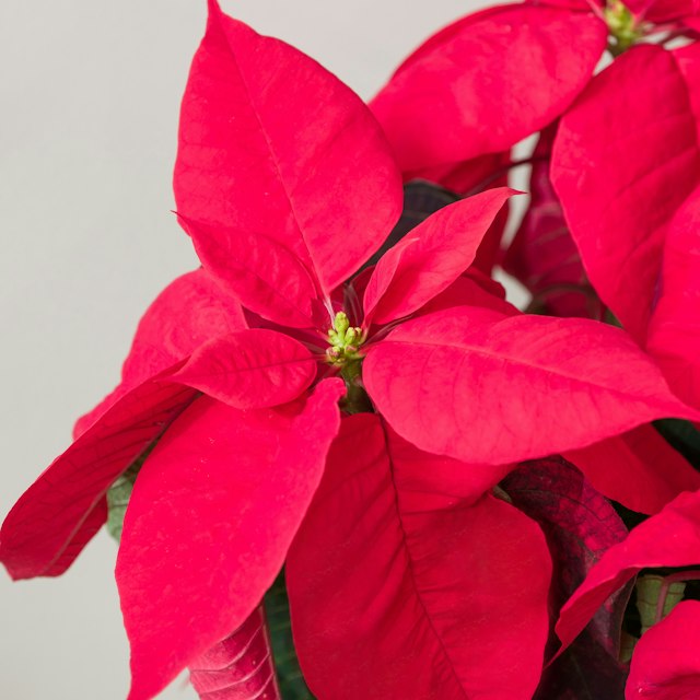 Stella di Natale Piccola