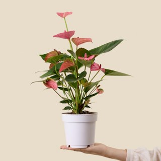 Anthurium Rosso