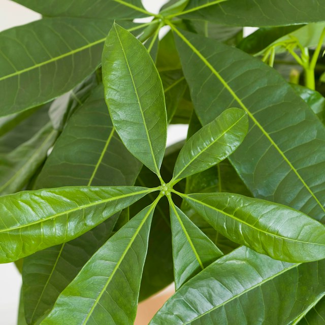 Pachira Aquatica