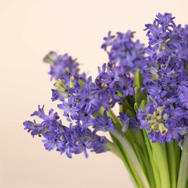 Giacinti blu