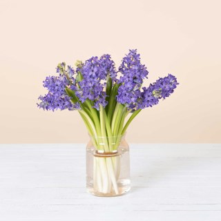Giacinti blu