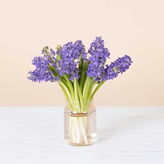 Giacinti blu