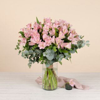 Alstroemeria rosa