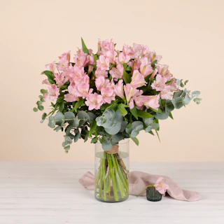 Alstroemeria rosa