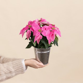 Stella di Natale Rosa